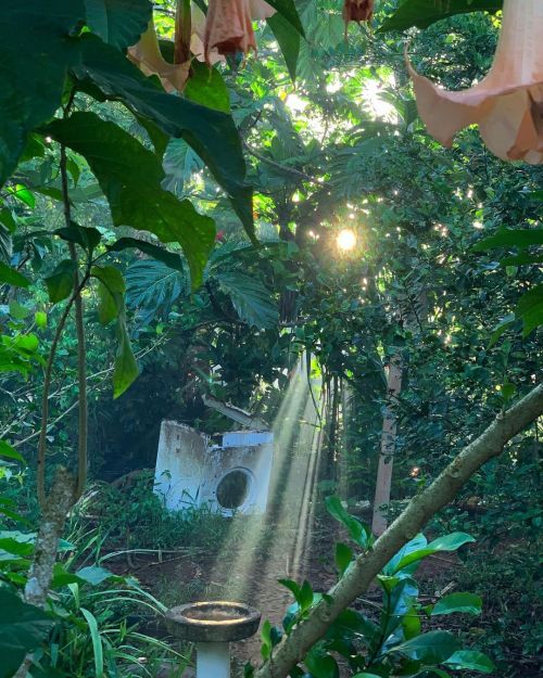 growninhaiti:It’s official, I live in a magical wonderland. Waking up and seeing birds bathing in th