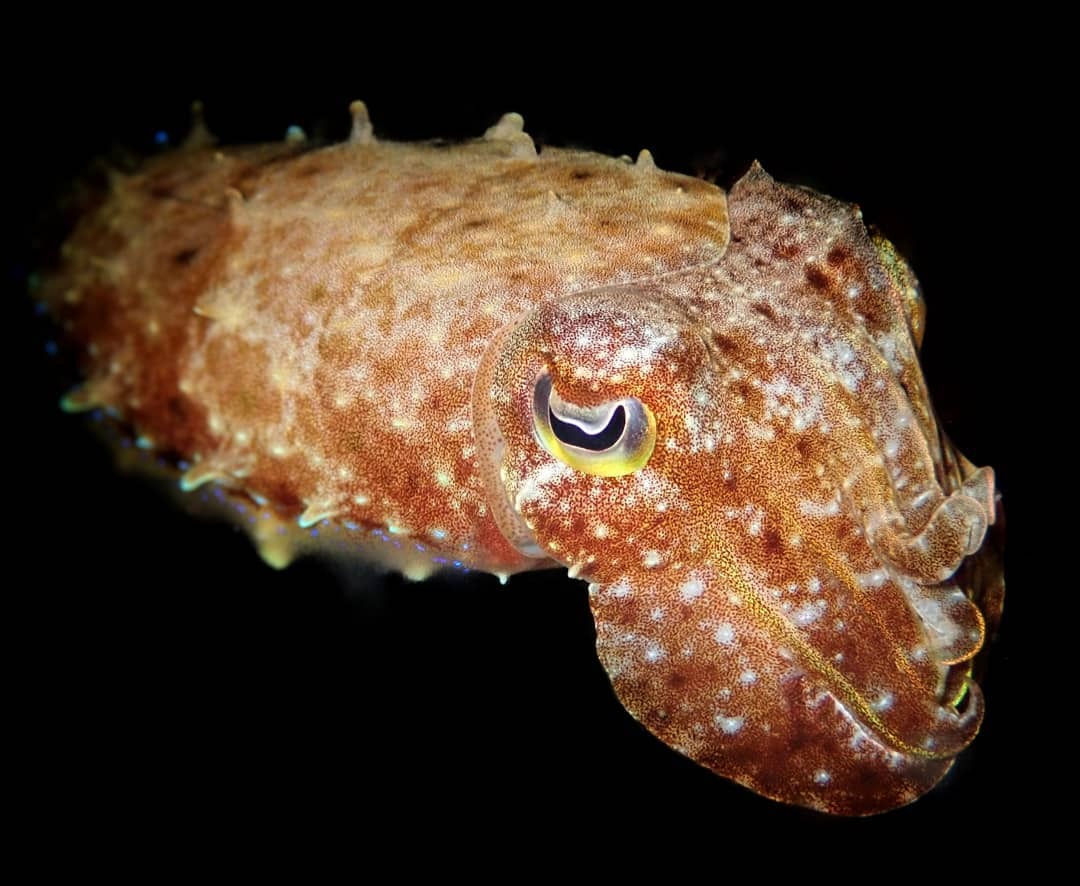 Broadclub Cuttlefish Explore Tumblr Posts And Blogs Tumgir Broadclub Cuttlefish Explore Tumblr Posts And Blogs Tumgir