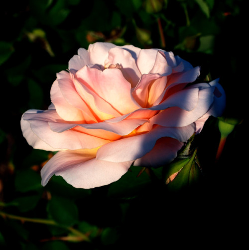 gothiccharmschool: staxilicious: Woodland Park Roses She takes wonderful photos. Hi Stax!