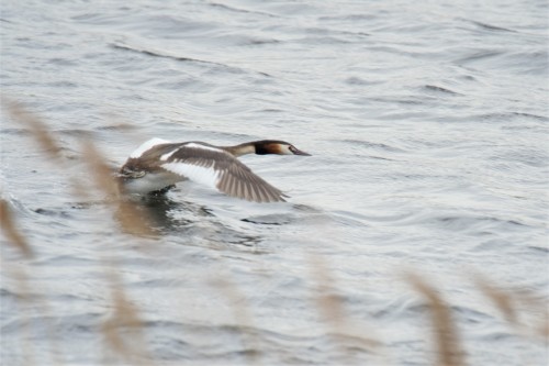 Great crested grebe