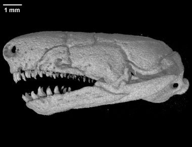 themesozoicsperm: Caecilians’ teeth are so metal. Nothing you will expect from