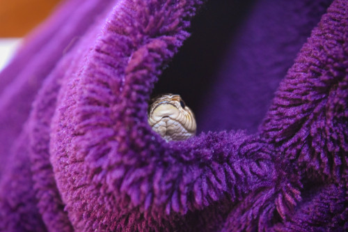 pretzel-the-hognose:Pretzel has discovered that one of his favourite hiding places when he’s out and