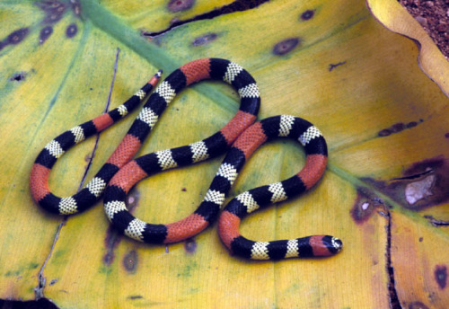 mindcontrolexperiment: (Micrurus brasiliensis) Brazilian coral snake