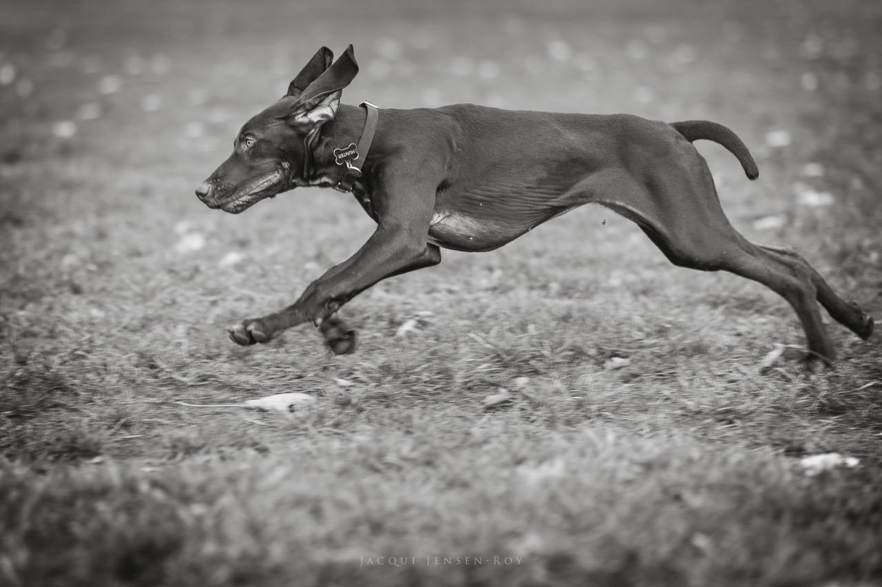jacquijr-blackandwhite:  Hunter and his goofy ears.  German Shorthaired Pointer,