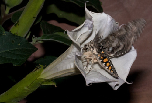 wapiti3:Hummingbird Moth feeding from DaturasBernhard Michaelis photos