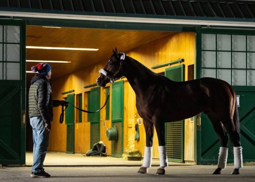 Omaha Beach has arrived at Spendthrift to begin his retirement. What a stellar career and a handsome