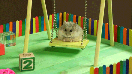 rikkipoynter:flippyflippynutella:Tiny Hamster in a Tiny Playgrounddear god i cannot handle how cute this hamster isdrschmoll………hamham! X3