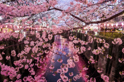 atraversso:  Blooming Cherry Blossoms - Joka2000