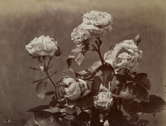 Charles Aubry - Roses, 1860-1869
