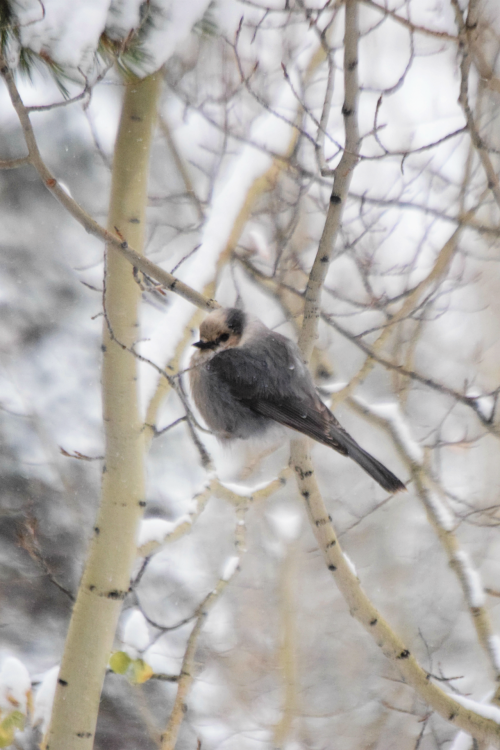 Canada jay. Summit County, Colorado. Photo by Amber Maitrejean