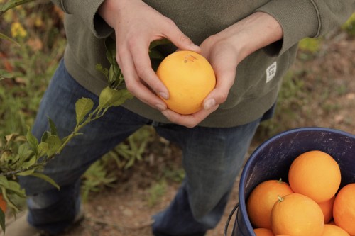 orange tree