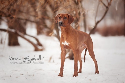  “Rhodesian Ridgeback” Canon EOS 5D Mark II + 135mm f/2L USMAuthors: Katrin Lebedinskaya