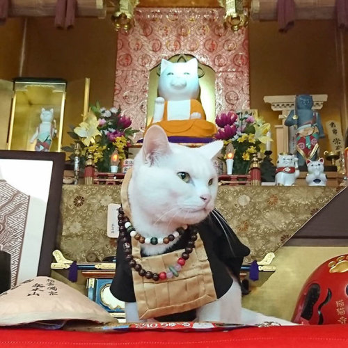 There Is A Cat Shrine In Japan And Its Monks Are The Cutest
