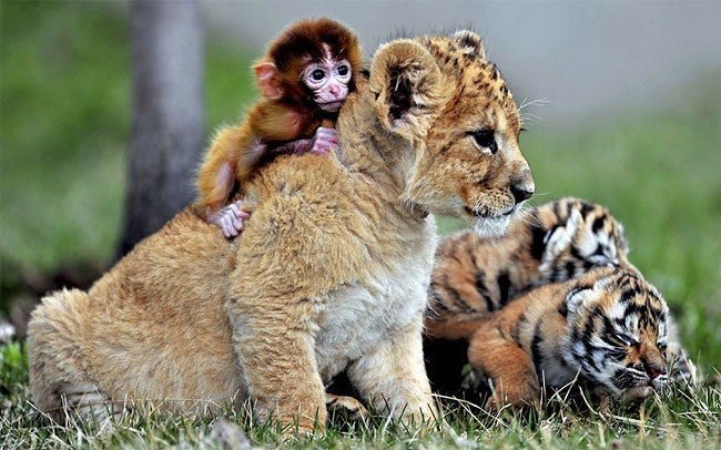 Their friendship knows no bounds (young animals at Guaipo Manchurian Tiger Park,