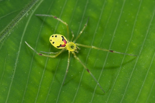 HAPPY FACE SPIDER(Theridion grallator)Wilson, S. 2014. “Happyface Spider (Theridion grallator)”I’m n