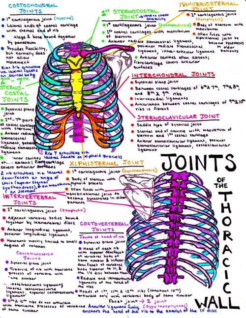 hansonsanatomy: Joints of the thorax!