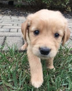 animalrates:  This is Murphy. He likes to