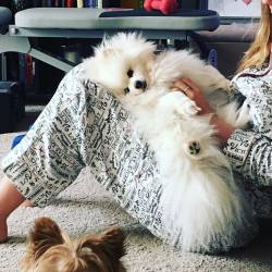 Puppy love from aria! #pomeraniansofinstagram