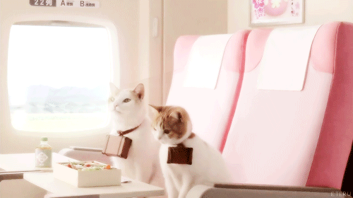 eteru:cats bento for the traveling cats adult photos