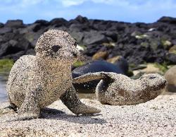 c-bassmeow:laurajmoss:  Fresh out of the water, newborn sea lion pups roll in sand to protect themselves from the blazing sun in San Cristobal, Galapagos Islands.  i just threw up this is so precious  