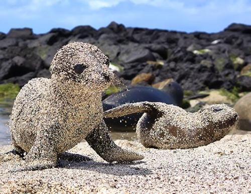 c-bassmeow:laurajmoss:Fresh out of the water, newborn sea lion pups roll in sand to protect themselv