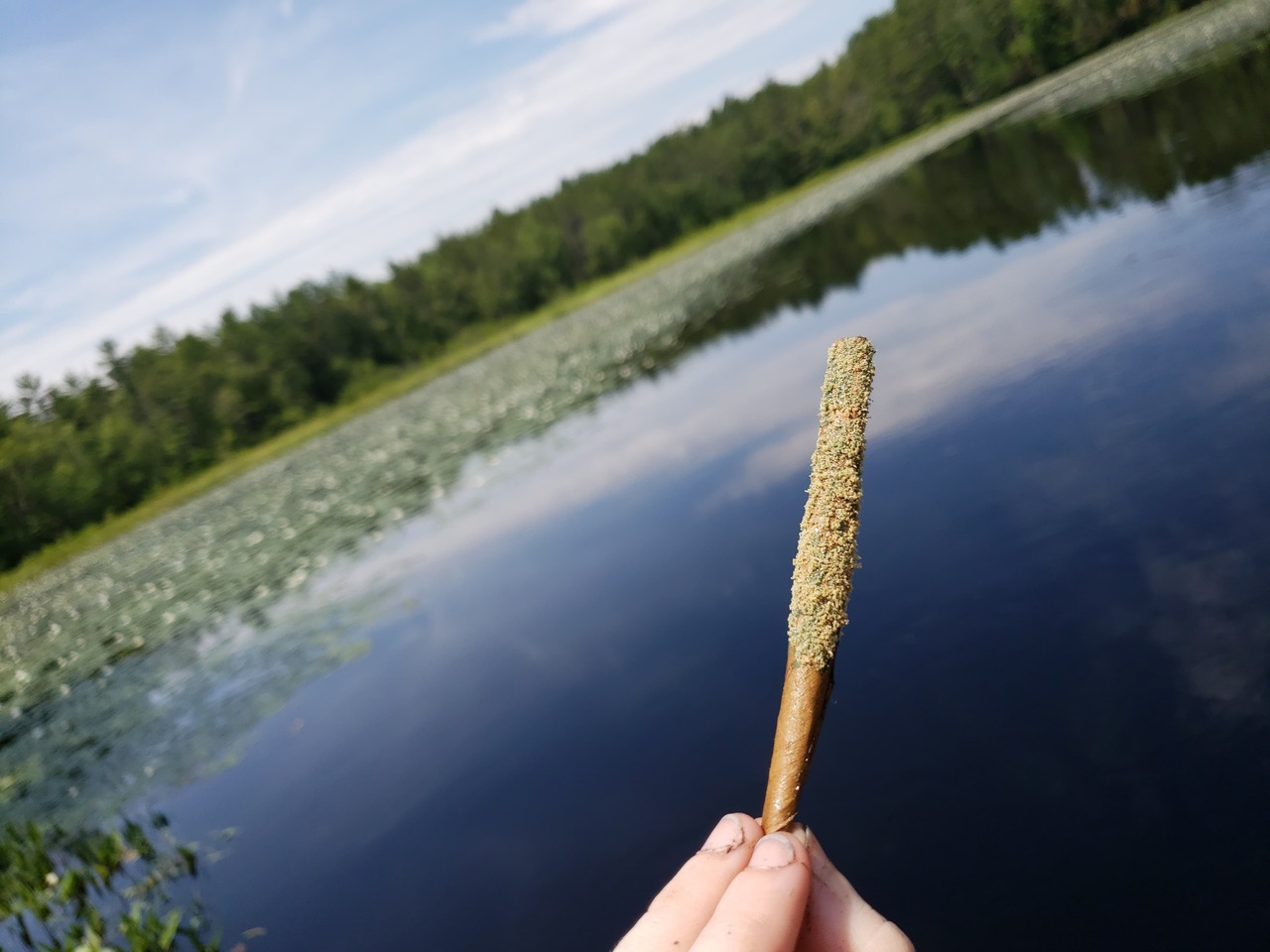 intoxi-skate:  Rolled with bluemelon blunt and blueberry honey to help coat😋