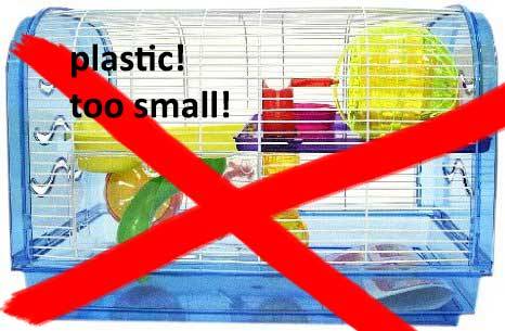 Porn 10 Steps To Care For Your Hamster (long post!) photos