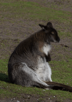 420camgirl:  Bennett’s wallaby in Tierpark