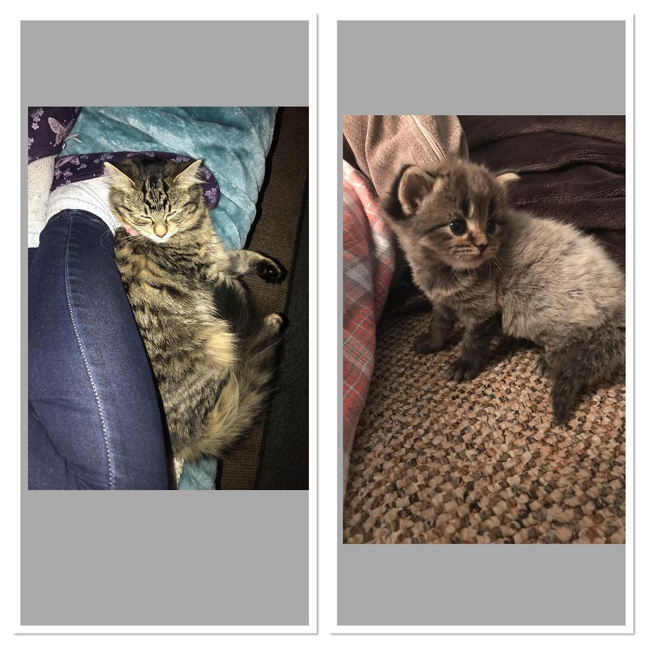 cutekittensarefun:I rescued a pregnant cat (unaware she was pregnant) kept this little