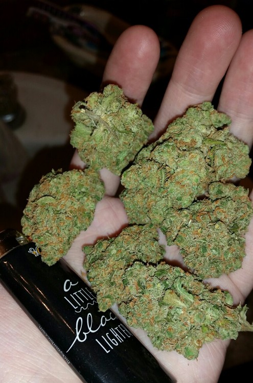 mice-teeth:  big nugs of green crack!!