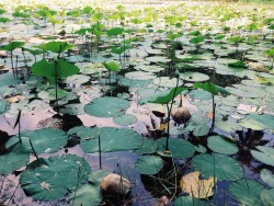 pizzawillnotleaveu:Water lilies at Pulau Ubin