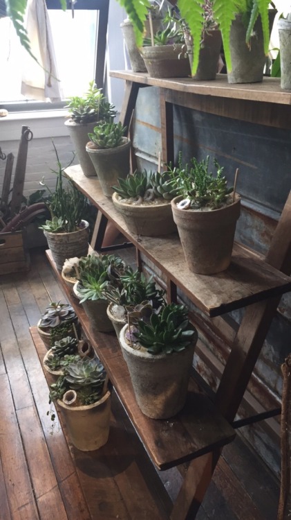 The most magical plant shop has a new location! ✨