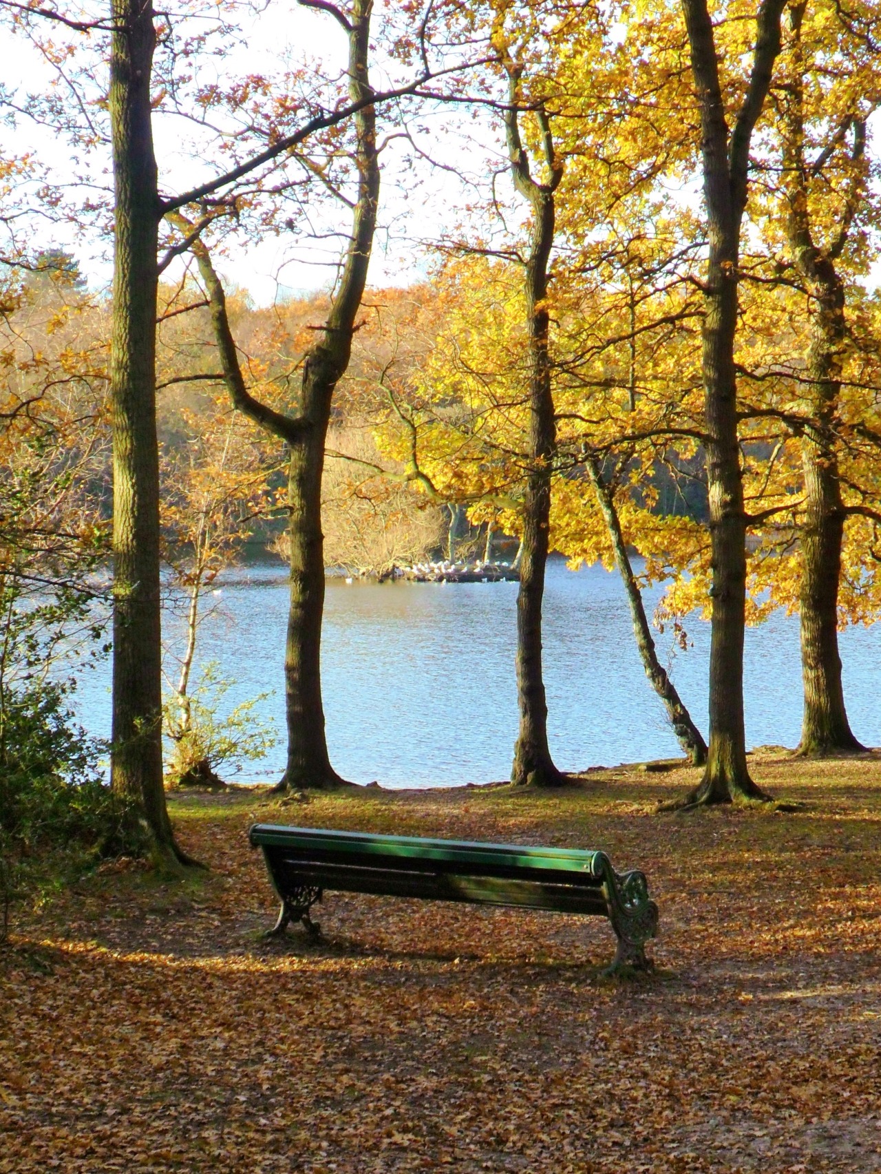 vwcampervan-aldridge:  Bench at Bracebridge pool, Sutton park, Sutton Coldfield,