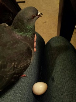 unshaped:  clemvevo:  id-shoot-me:  aquanite:  When your pigeon lays an egg in your lap…  look how happy he is he’s so proud of himself  he’s clearly a female   THE EGG IS STILL WET HOW ARE YOU NOT PANICKING 