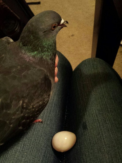 clemvevo: id-shoot-me: aquanite: When your pigeon lays an egg in your lap… look how happy he 