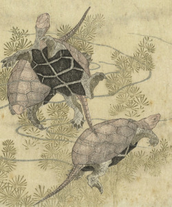 clawmarks:Drie schildpadden tussen waterplanten - Yashima Gakutei - c. 1815-1820 - via Rijksmuseum