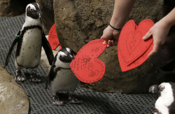thedailypenguin:  African penguins receive