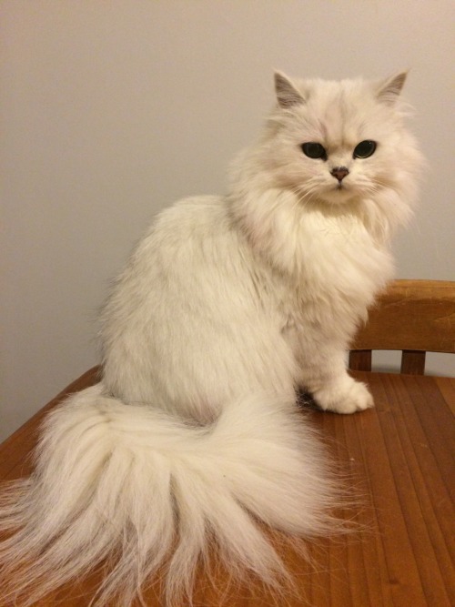 sugarmacaron:  animalsdancing:  Sushi was being glamorous as per usual  Where do I buy this, is it on sale