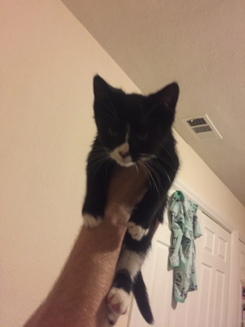 alexinspankingland:Introducing FBI Special Agent Dale Cooper the Cat, or Cooper Cat for short!  Omg remember when Cooper was smol?!?!