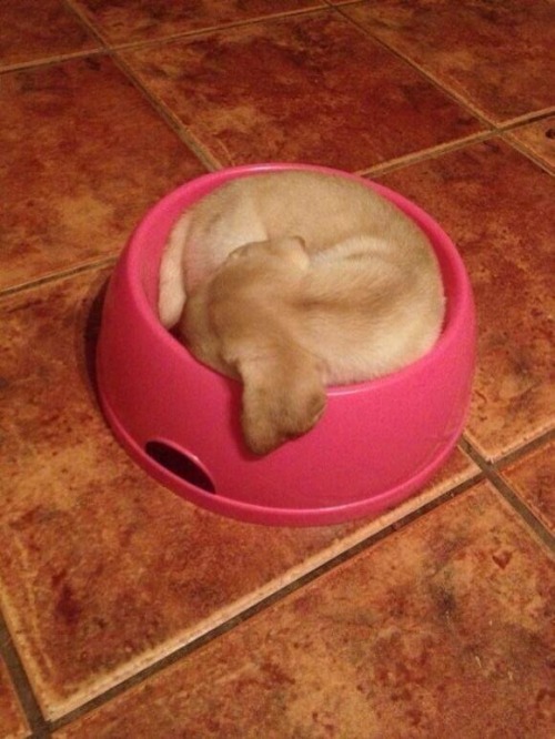 Porn Pics Puppy in a bowl