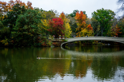 Romantic Autumn mornings in Central Park.