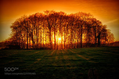 kohalmitamas:Forest in flames by Bilderreisen