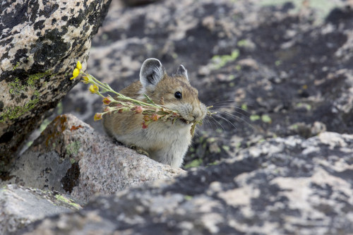 lychens:i see pictures of pikas holding things and my heart goes ✨✨