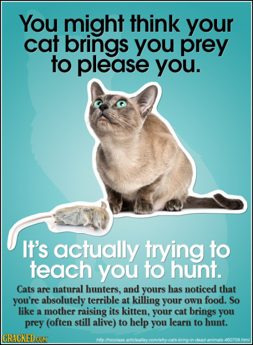 cracked:  25 Easy Ways You Can Read Your Pet’s Mind 