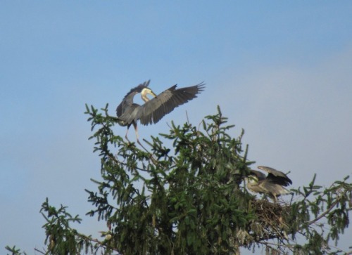 Some herons are still in the rookery.