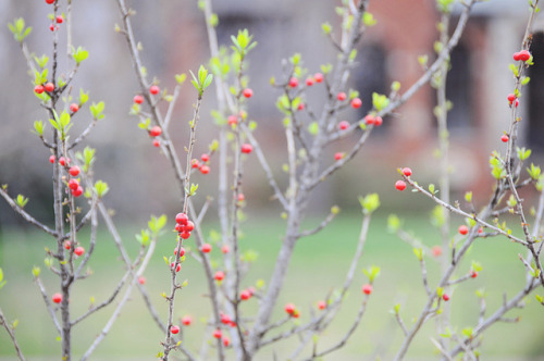 electrail:  red berries by Creature Comforts on Flickr.