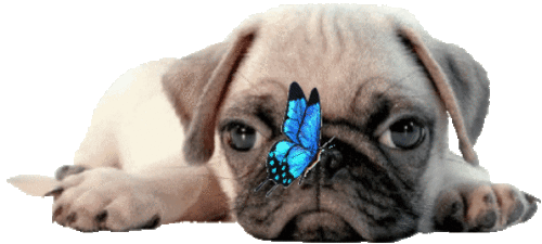 your-internet-stocker:Dog Pngs: Pugs!