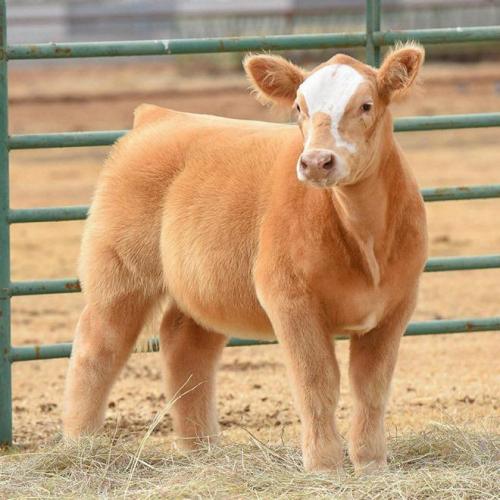 Cow Thats Been Shampooed & Blow Dried