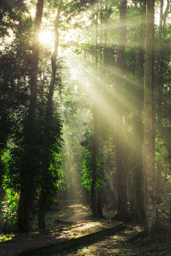 plasmatics-life:  { Rays } x Simon Long 