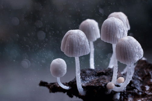 morethanphotography:  Dream world by drsreekumarm2000 